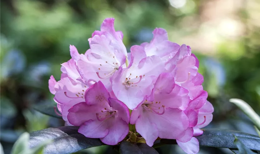 Smirnows Rhododendron 'Silberpfeil'