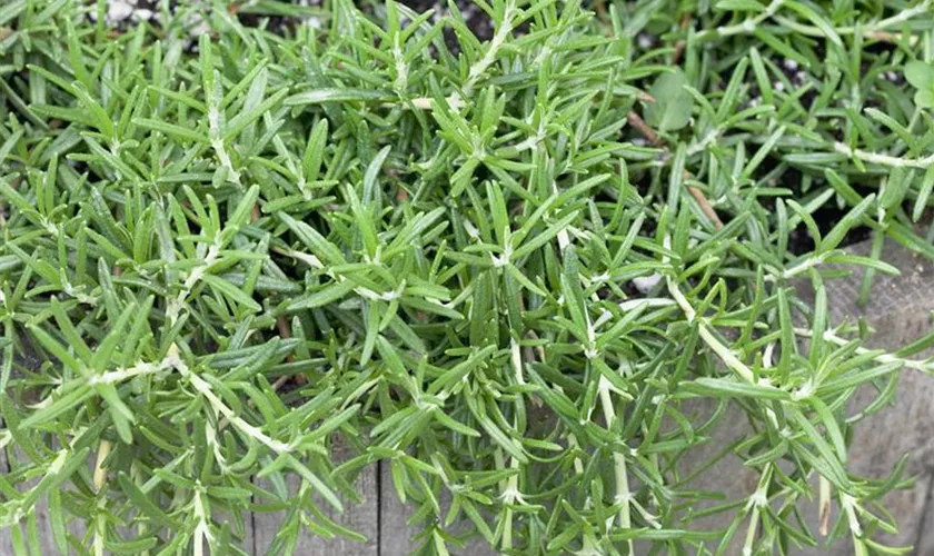 Rosmarinus officinalis 'Haifa'