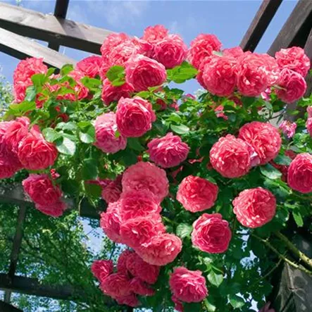 Kletterrose 'Pink Climber' Kletterrose 'Pink Climber'