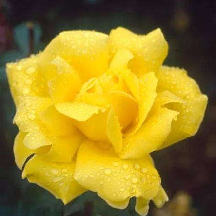 Edelrose 'Gina Lollobrigida'® Edelrose 'Gina Lollobrigida'®