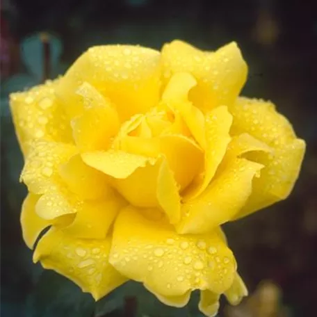 Edelrose 'Gina Lollobrigida'®