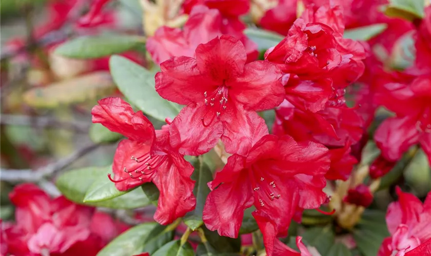 Rhododendron-Hybride 'Vulcan's Flame'