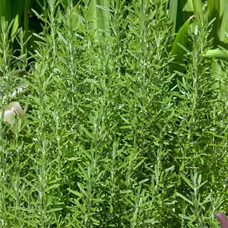Garten-Rosmarin 'Meertau'