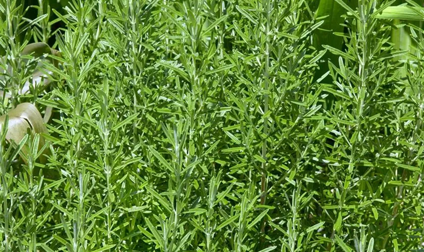 Rosmarinus officinalis 'Meertau'