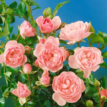 Beetrose 'Pink Fairy' Beetrose 'Pink Fairy'