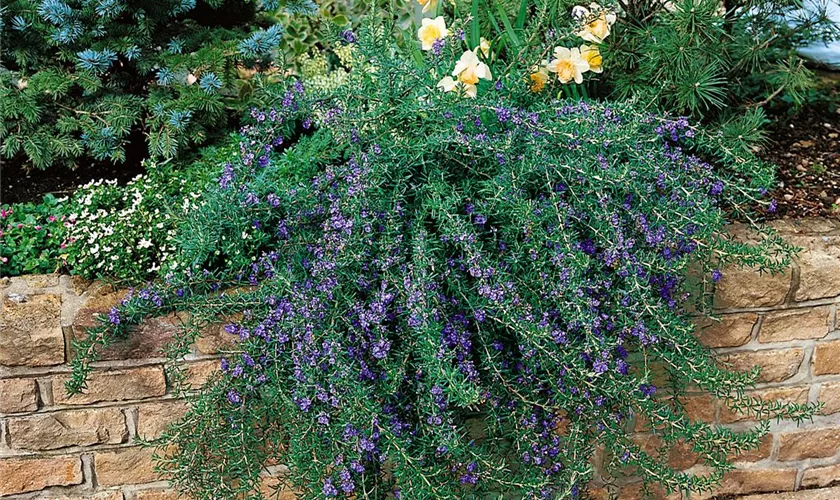 Rosmarinus officinalis 'Repens'