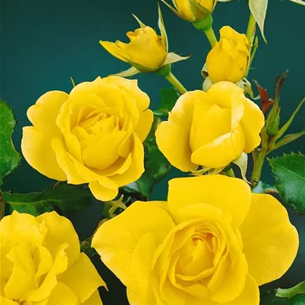 Beetrose 'Gold Bunny' Beetrose 'Gold Bunny'