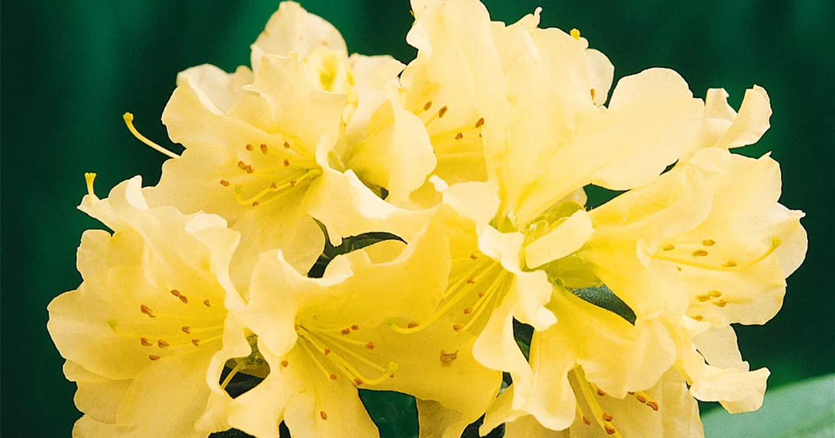 Keiskei-Rhododendron 'Patty Bee' Pflanze, Pflege & Tipps  Floragard