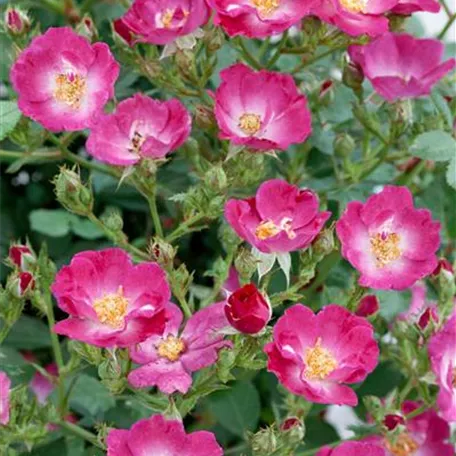 Rosa 'Lupo'®