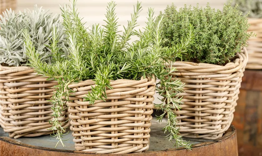 Rosmarinus officinalis 'Riviera'