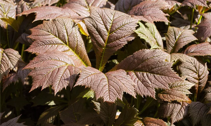 Rodgersia podophylla