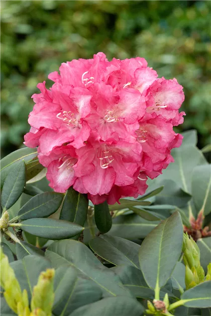 rhododendron vulcan RHODODENDRON VULCAN'S FLAME 25CM  Poyntons Nursery