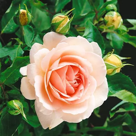 Rosa 'Clair Renaissance'® Rosa 'Clair Renaissance'®