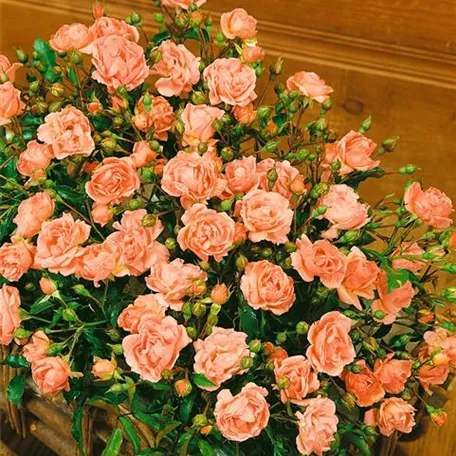 Rosa 'Pinocchio'