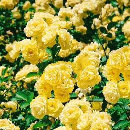 Beetrose 'Golden Border'® Beetrose 'Golden Border'®