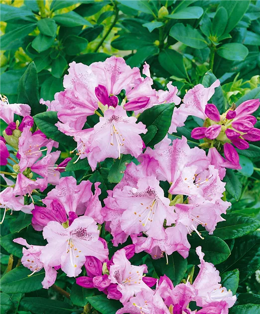 Rhododendron-Hybride 'Susan' Pflanze, Pflege & Tipps  Floragard
