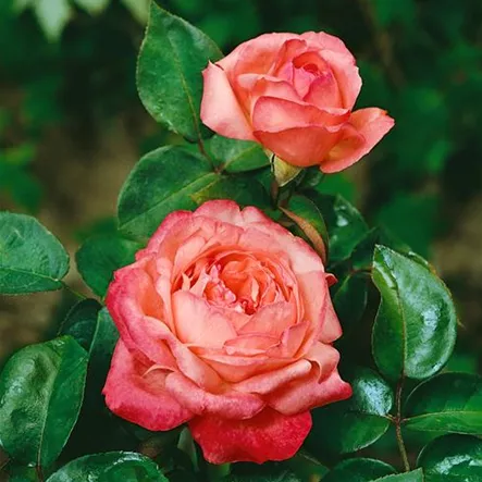 Edelrose 'Aachener Dom'® Edelrose 'Aachener Dom'®