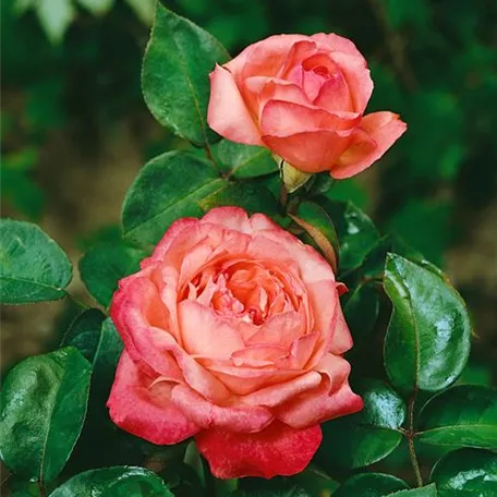 Edelrose 'Aachener Dom'®