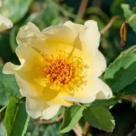 Rosa 'Golden Wings' Rosa 'Golden Wings'