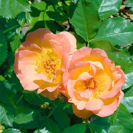 Kletterrose 'Maigold' Kletterrose 'Maigold'