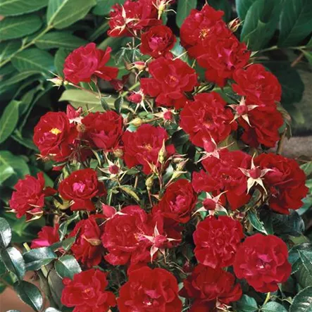Bodendeckerrose 'Mainaufeuer'® Bodendeckerrose 'Mainaufeuer'®