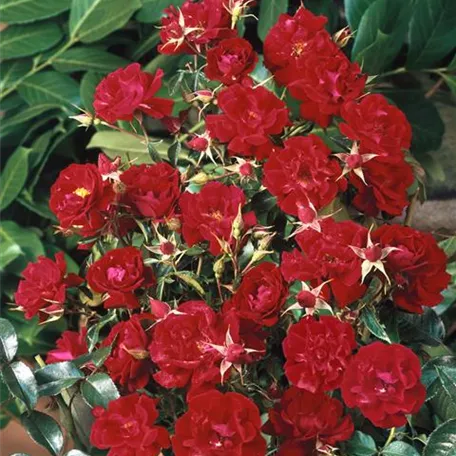 Bodendeckerrose 'Mainaufeuer'®