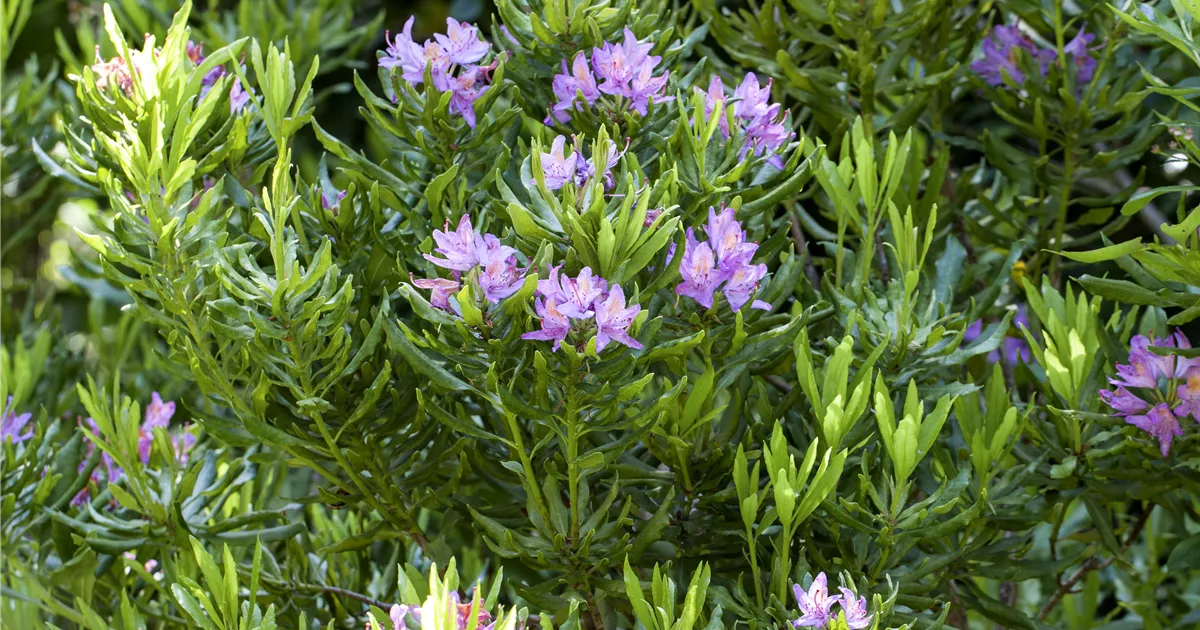 Pontischer Rhododendron Pflanze, Pflege & Tipps  Floragard