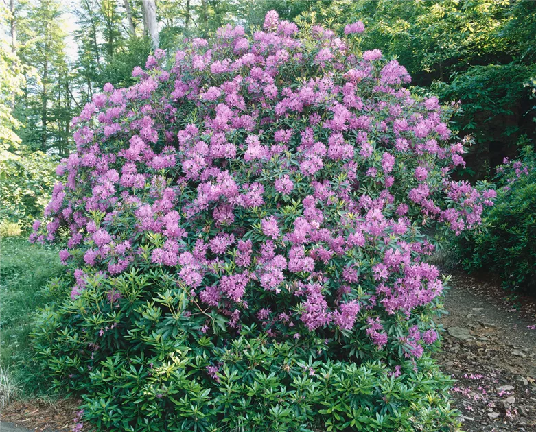 rhododendron kleine blüten Zwerg Alpenrose Baden-Baden main image 0
