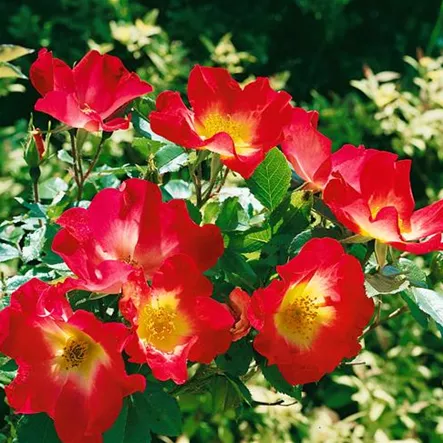 Rosa 'Cocktail' Rosa 'Cocktail'