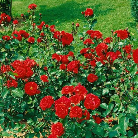 Beetrose 'Adolf Grille' Beetrose 'Adolf Grille'