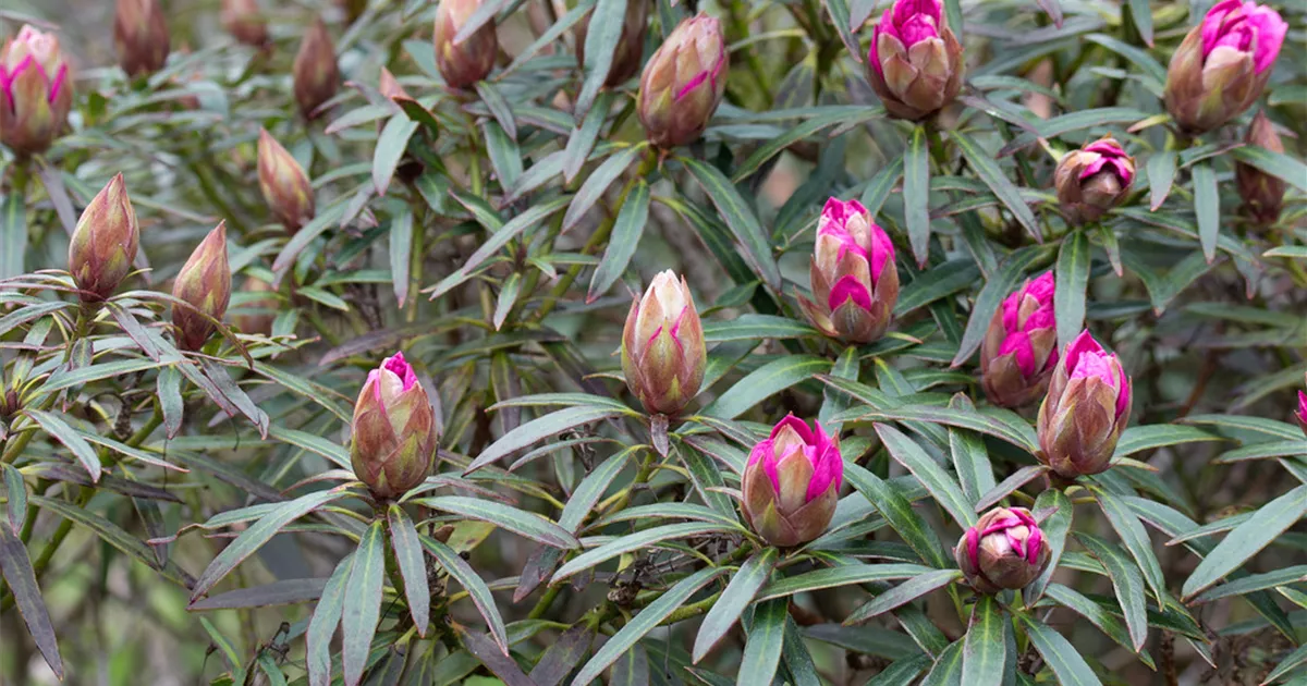 rhododendron lullaby Rhododendron 'Lullaby' main image 1