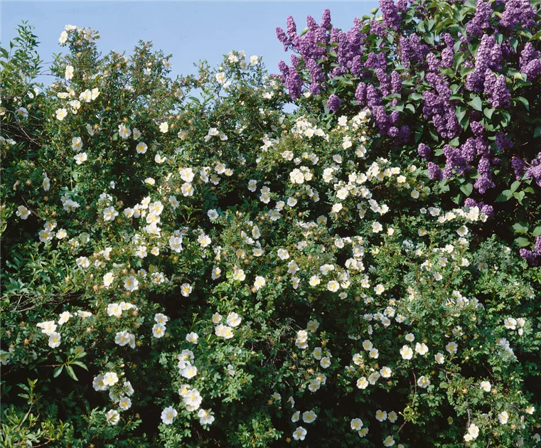 liguster gross kaufen Wintergrüner Liguster (Ligustrum vulgare 'Atrovirens') | 150-175 cm mit  Wurzelballen main image 0