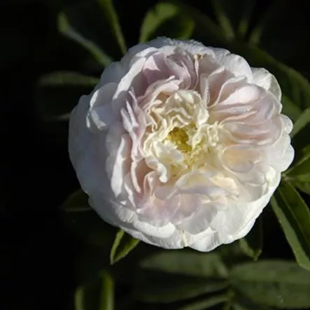 Rosa alba 'Maiden´s Blush' Rosa alba 'Maiden´s Blush'