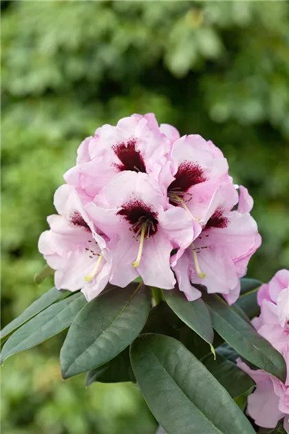 Rhododendron 'Mamamia' Pflanze, Pflege & Tipps  Floragard