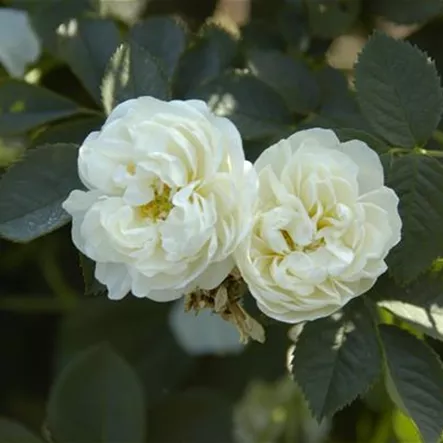 Rosa alba 'Suaveolens' Rosa alba 'Suaveolens'