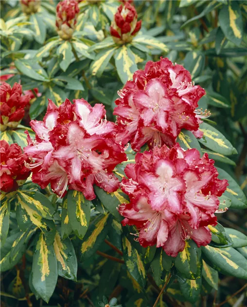 Rhododendron 'President Roosevelt' Pflanze, Pflege & Tipps  Floragard