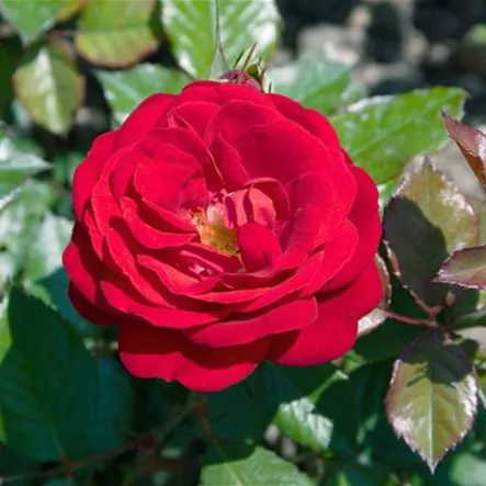 Beetrose 'Mariandel'® Beetrose 'Mariandel'®