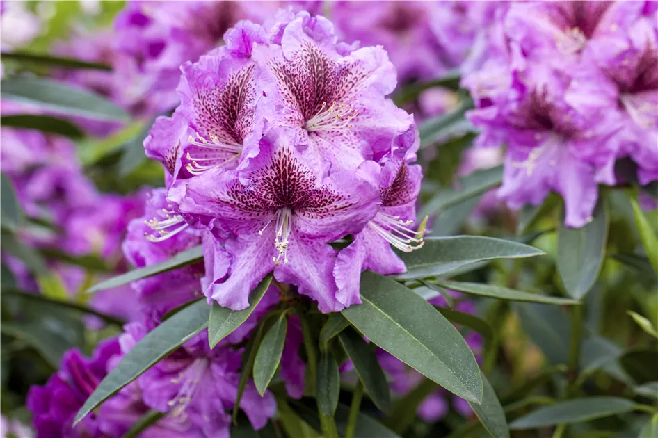 Rhododendron 'Violette Funken' Pflanze, Pflege & Tipps  Floragard