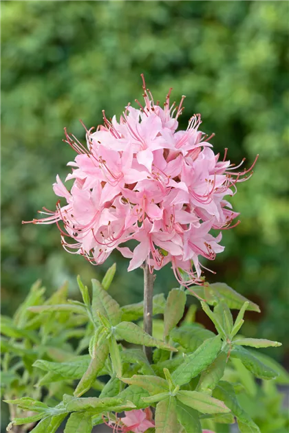 Rhododendron prinophyllum Pflanze, Pflege & Tipps  Floragard