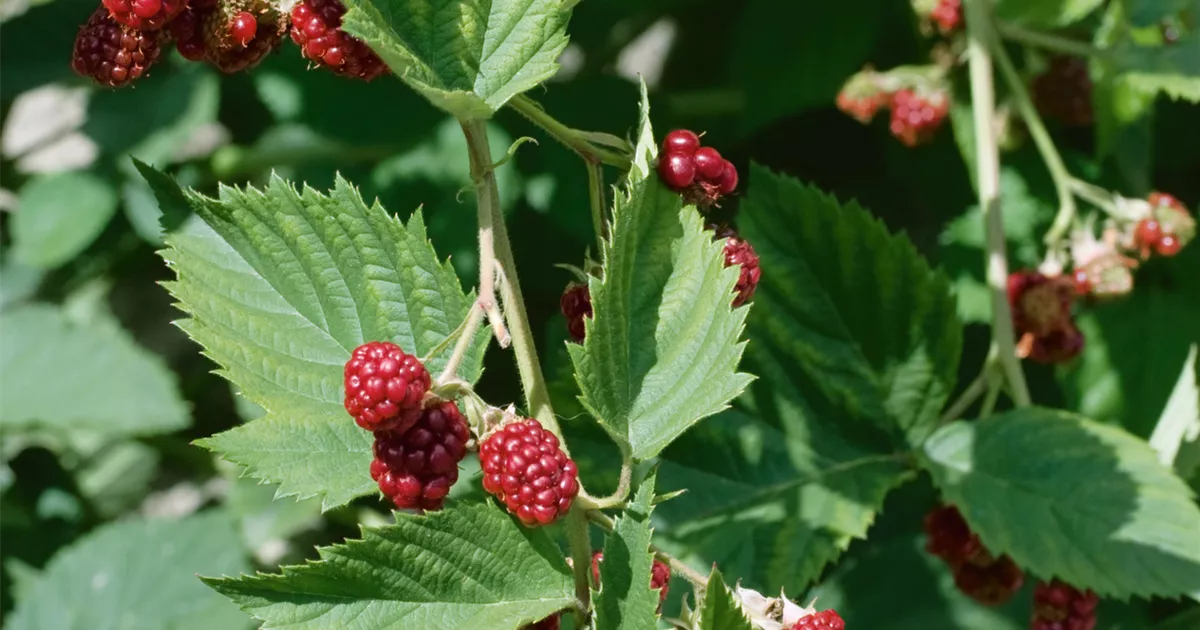 Brombeere 'Jumbo'(s) Pflanze, Pflege & Tipps Floragard