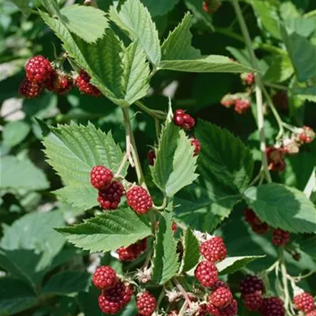 Brombeere 'Jumbo'(s) Brombeere 'Jumbo'(s)