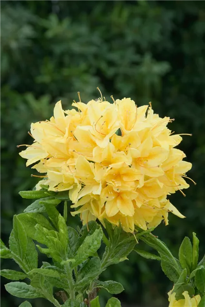 Rhododendron viscosum 'Arpege' Pflanze, Pflege & Tipps  Floragard