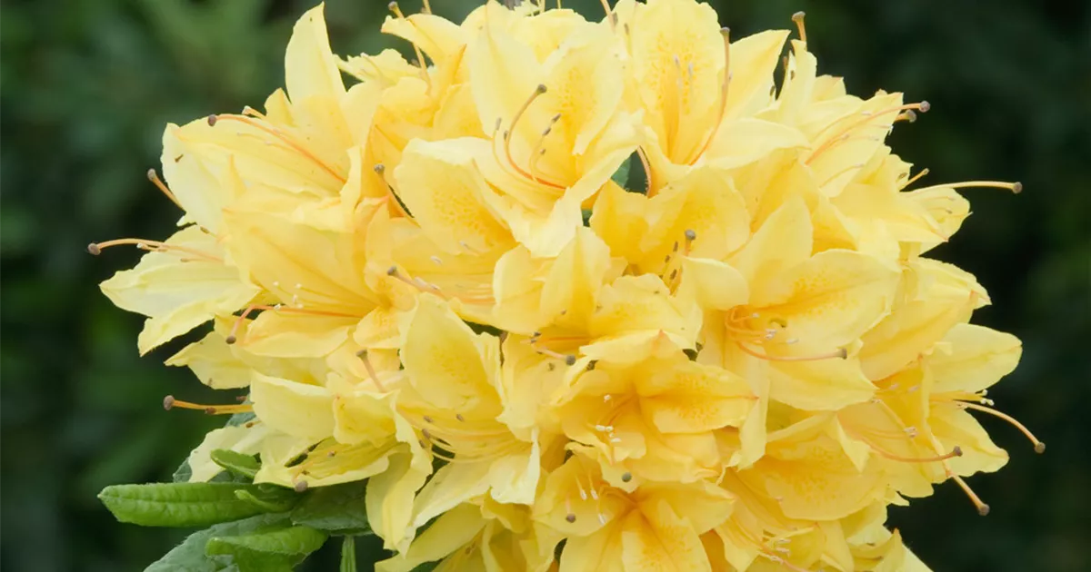 Rhododendron viscosum 'Arpege' Pflanze, Pflege & Tipps  Floragard