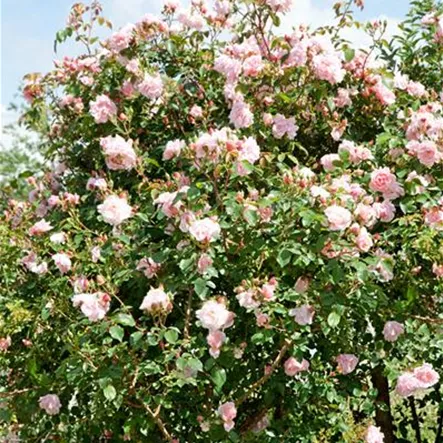 Kletterrose 'Albertine' Kletterrose 'Albertine'
