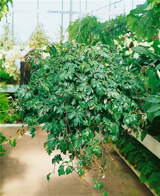 Cissus striata Pflanze, Pflege & Tipps  Floragard