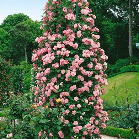 Kletterrose 'Coral Dawn'® Kletterrose 'Coral Dawn'®