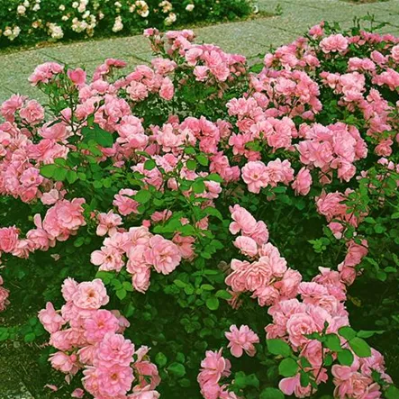 Beetrose 'Mark Twain' Beetrose 'Mark Twain'