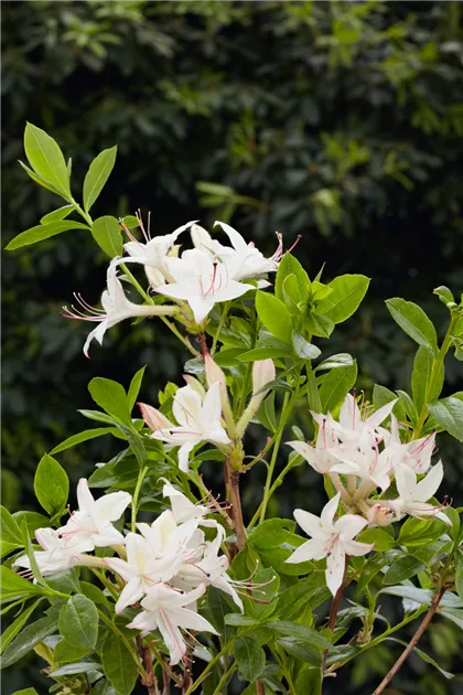 Rhododendron 'Sommerduft' Pflanze, Pflege & Tipps  Floragard
