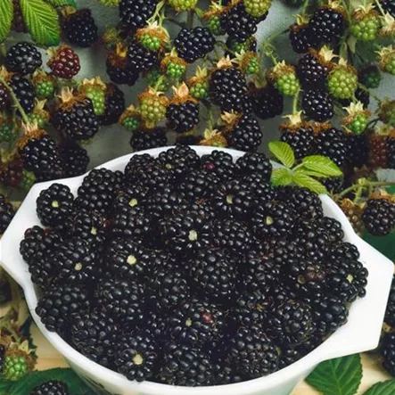 Brombeere 'Thornless' Brombeere 'Thornless'