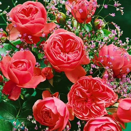 Beetrose 'Elisabeth of Glamis' Beetrose 'Elisabeth of Glamis'